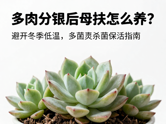 多菌灵杀菌与预防性护理