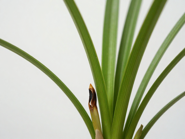 兰花花箭基部腐烂？掌握光照与保湿技巧，预防病虫害