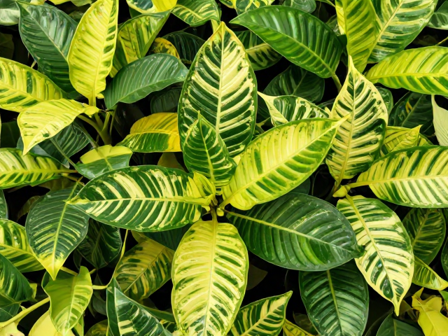 锦类植物对高浓度药剂的敏感性