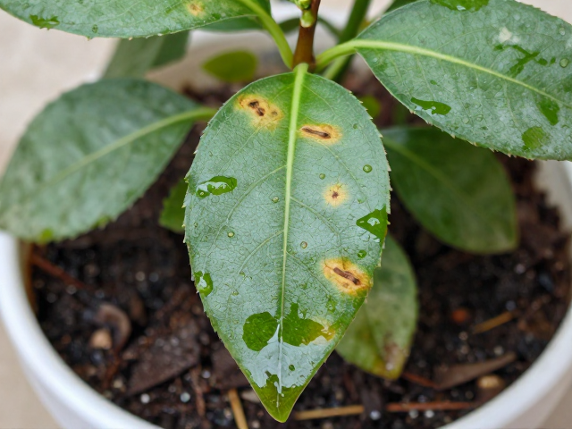 叶片冻伤，盆土潮湿？多菌灵涂抹急救指南，快速恢复植株活力