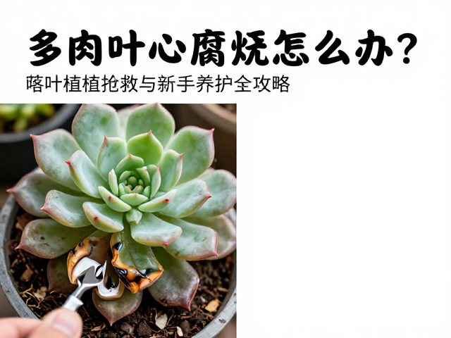 紧急抢救与腐烂部位清理操作