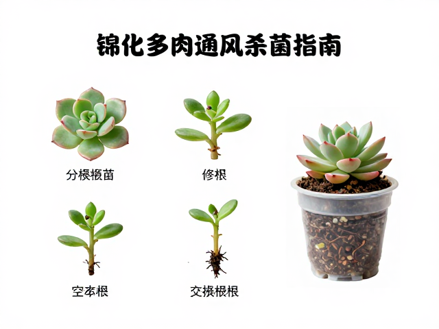 分株与修根的标准操作流程