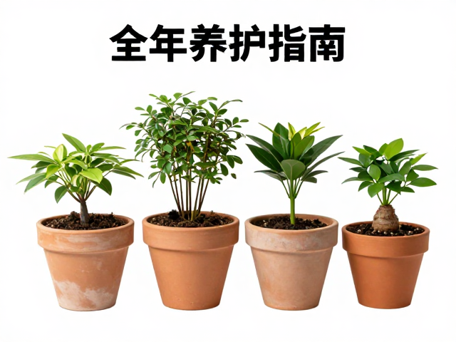 组合盆栽套装全年养护指南，粗陶花盆微景观四季打理技巧