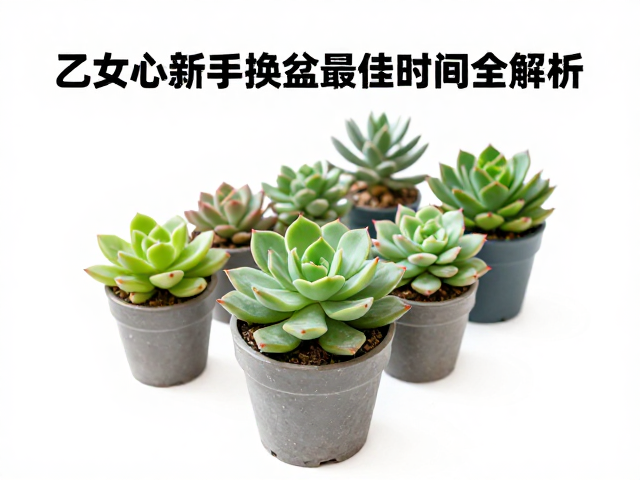 季节气候对植物生理活动的影响与换盆时机选择