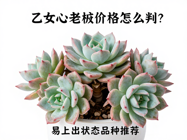养护细节对状态与价值的影响
