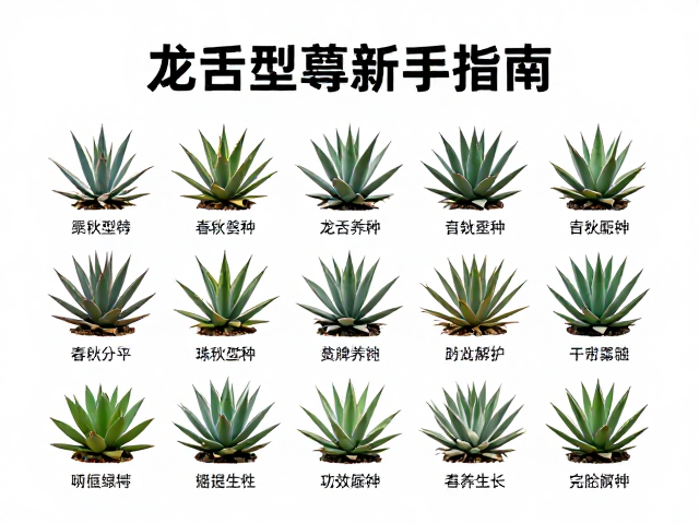 龙舌兰属新手指南，春秋型种批量养护思路与技巧