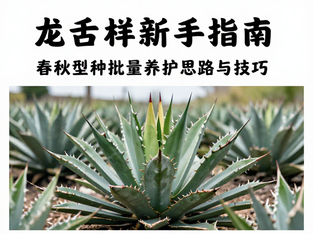 精准水肥管理与生长周期调控