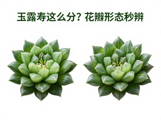 叶脉纹理与排列方式的微观洞察