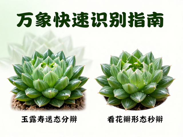 生长环境与状态对形态的从动影响