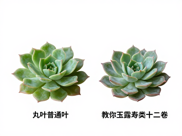 常见误区与细节观察，避免误判