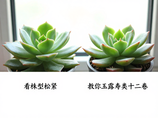 辨析叶片形态与窗面特征，精准识别具体品种
