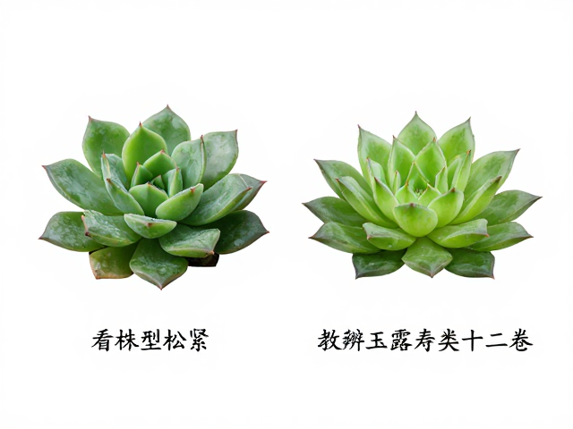 丸叶普通叶同名多肉咋分？看株型松紧，教你辨玉露寿类十二卷