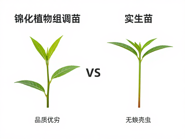 种植成本与长期效益考量