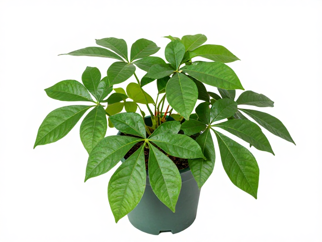 普货品种的选择与日常养护细节