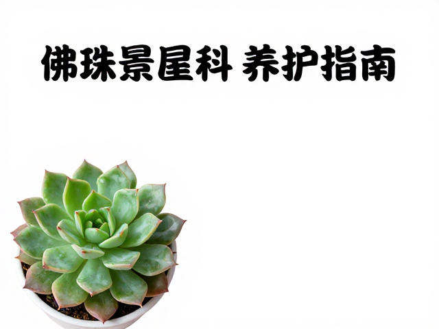 佛珠景天科养护指南