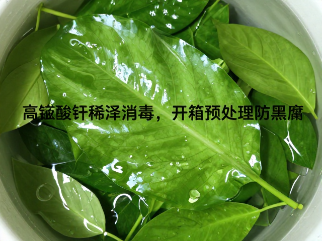 叶片化水的成因与紧急处理