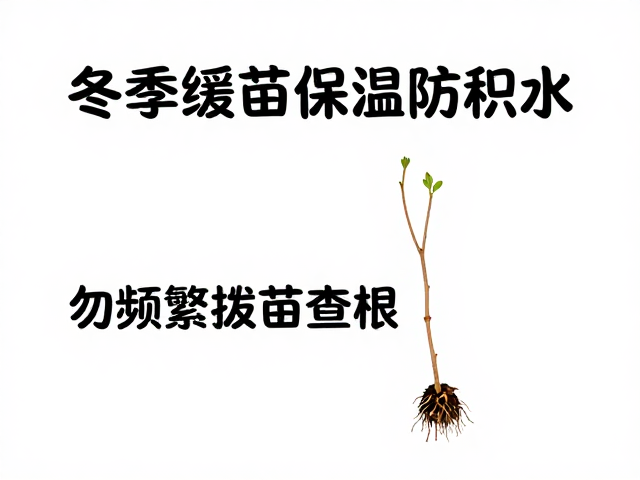 频繁拔苗查根的负面效应
