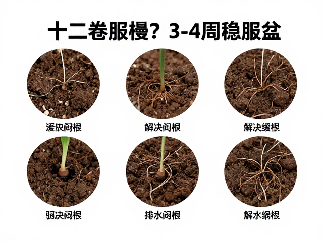 解决闷根:土壤结构与浇水策略