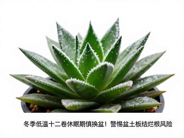 冬季低温环境下十二卷属植物的生理休眠特征
