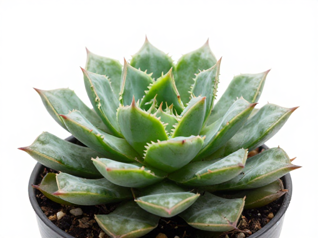 促进新叶生长的养护细节