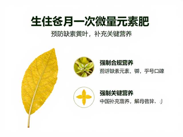 月度补充策略与关键元素的作用节点