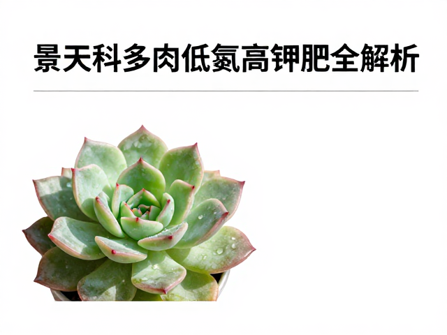 景天科多肉低氮高钾肥，促上色钾肥功效与使用时机全解析