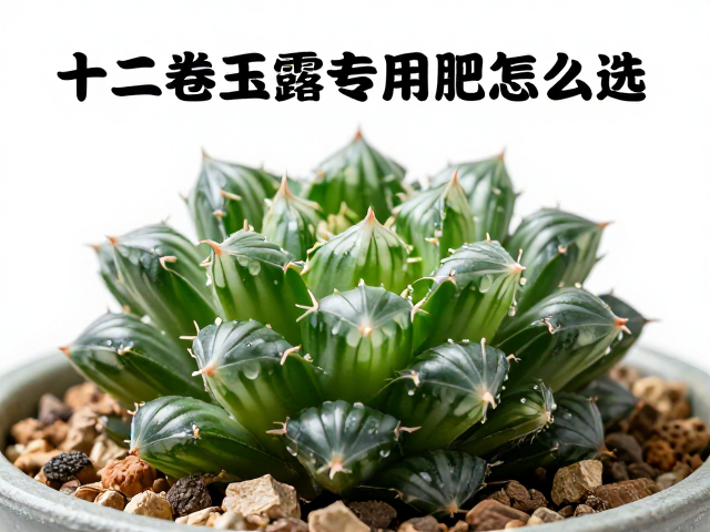 十二卷玉露专用肥怎么选？柔和配比，颗粒土种植，远离根颈养护指南