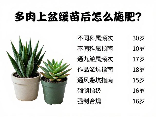 十二卷属与芦荟科多肉的温和滋养法
