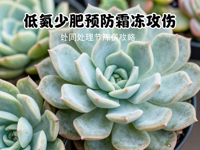 低氮少肥预防与冻伤处理全攻略