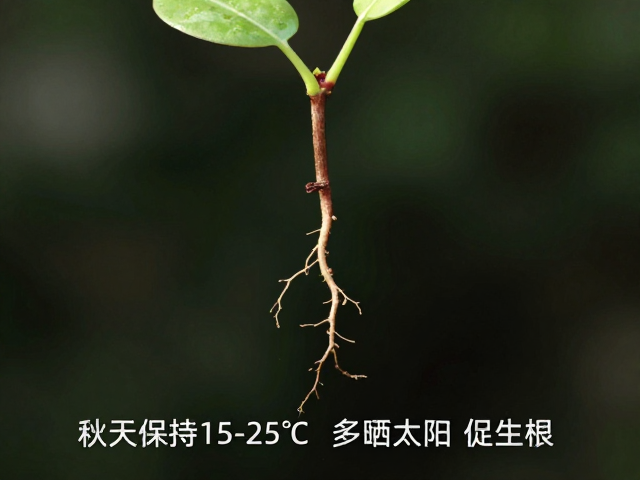 扦插出根后怎么养？秋季保持15-25℃多晒太阳促生根