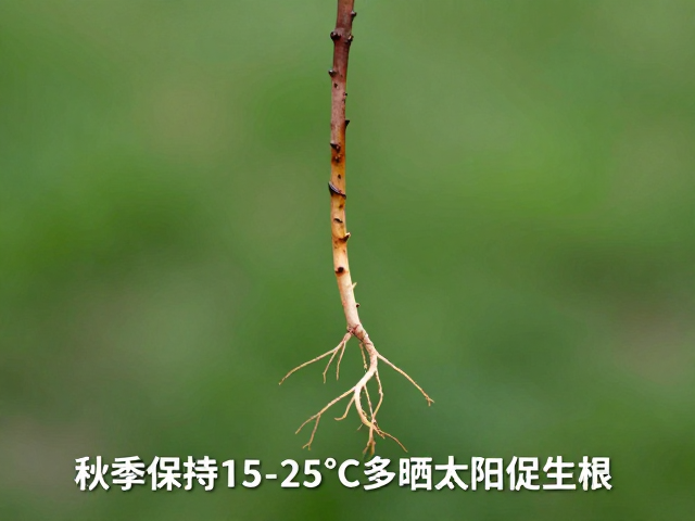 常见病虫害预防与环境维护