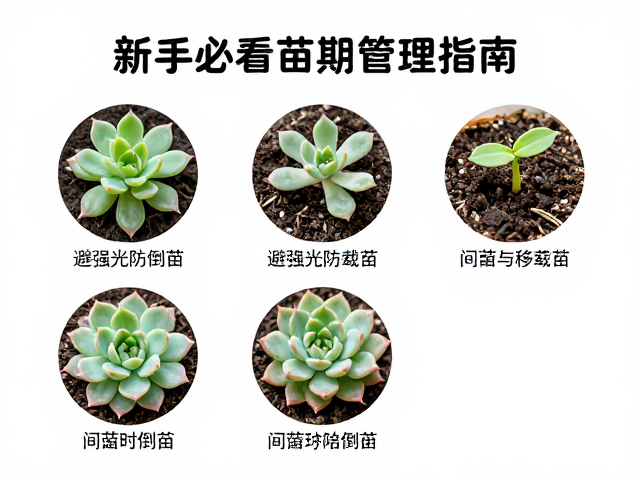 间苗与移栽时机