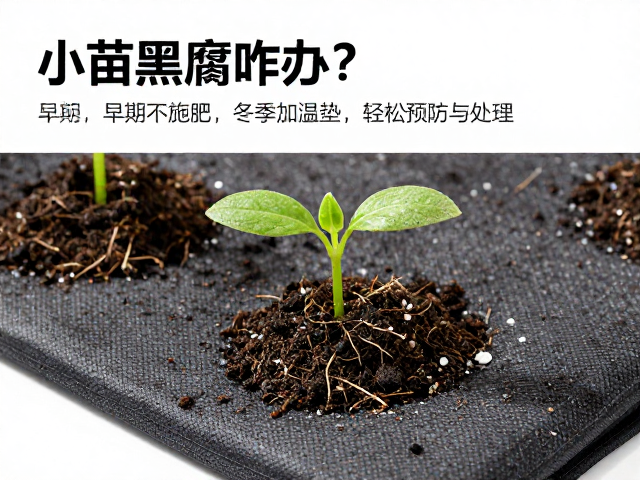 小苗黑腐咋办？早期不施肥，冬季加温垫，轻松预防与处理