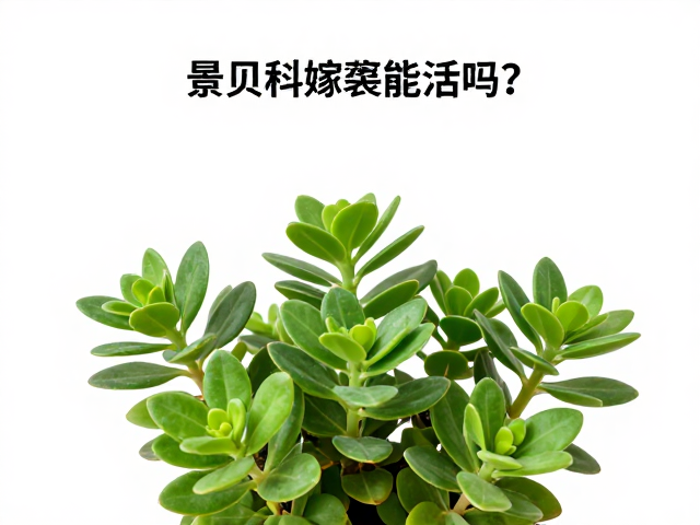 叶片繁殖的高成活率技巧与环境控制