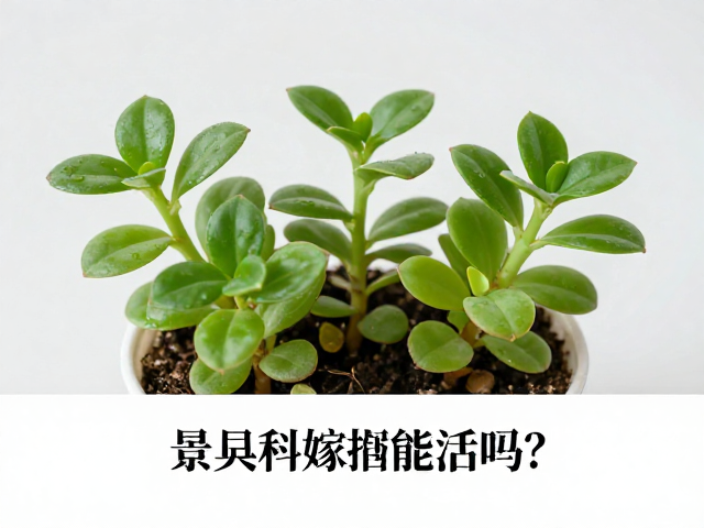 嫁接与叶插的综合养护与风险规避