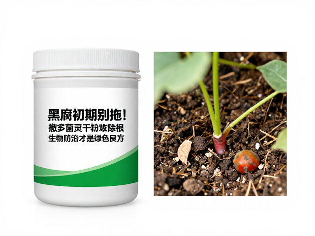 黑腐初期别拖！撒多菌灵干粉难除根，生物防治才是绿色良方
