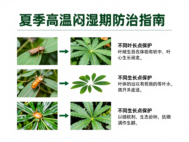 针对性药剂选择与抗性管理策略