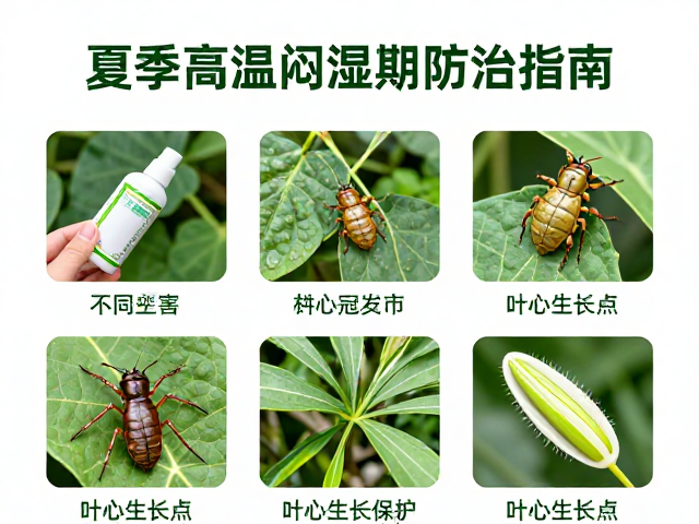 叶心与生长点保护的关键技术细节