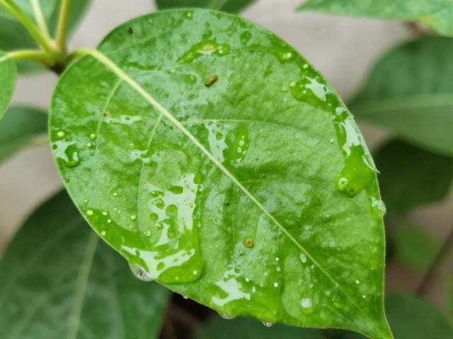 清水冲洗叶背的操作细节与科学原理