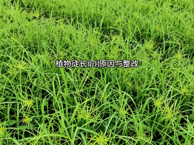 环境协同管理与快速见效技巧