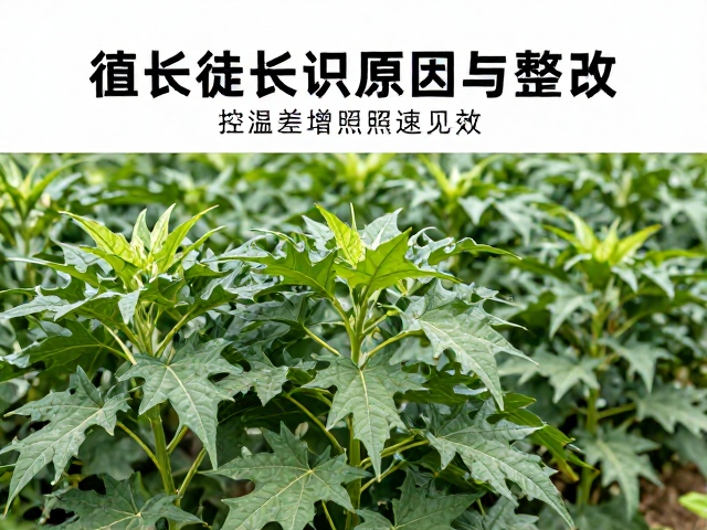 精准控温与补光策略实施