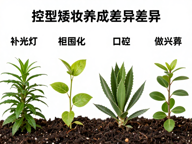 不同科属植物的矮化控型机制差异