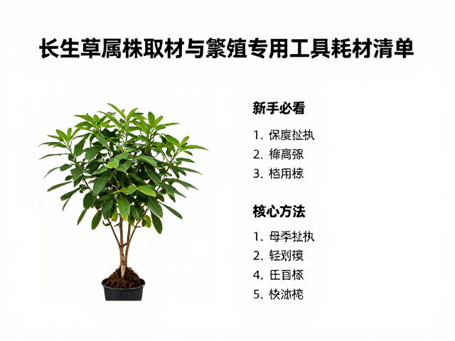 长生草属母株取材与繁殖专用工具耗材清单，新手必看