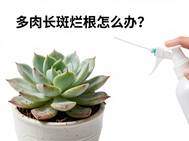 多肉长斑烂根怎么办？甲基托布津喷洒，散射光急救指南