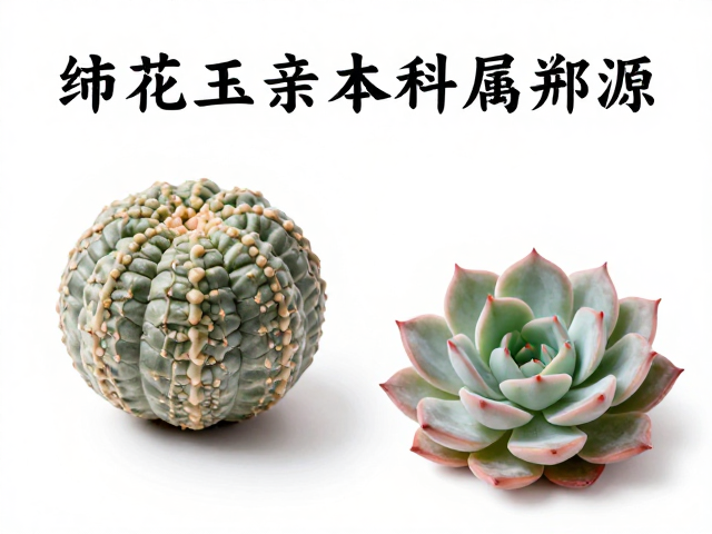 布纹球和绯花玉亲本科属溯源，杂交多肉鉴定与养护指南
