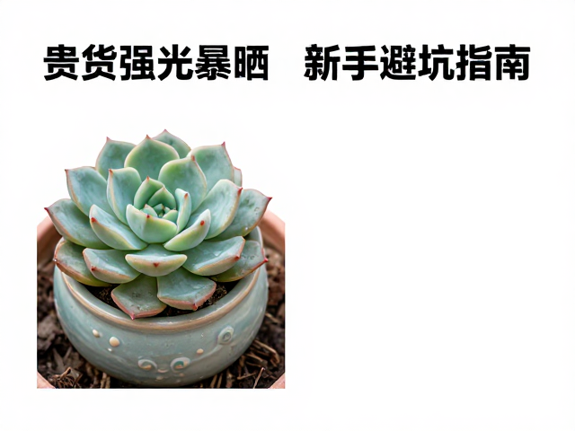 浇水频率与土壤配比如何影响服盆