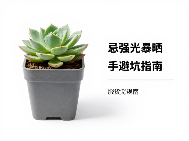 贵货多肉服盆快慢对比，忌强光暴晒，新手避坑指南