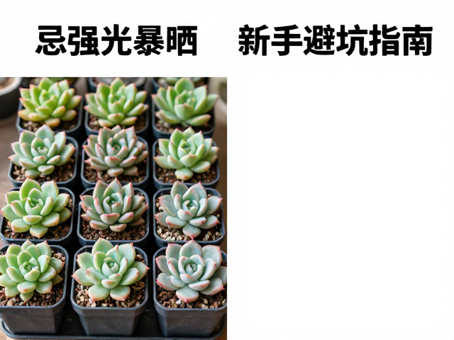 光照管理的关键误区与正确做法