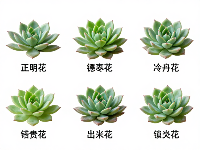 形态特征与品种辨识逻辑