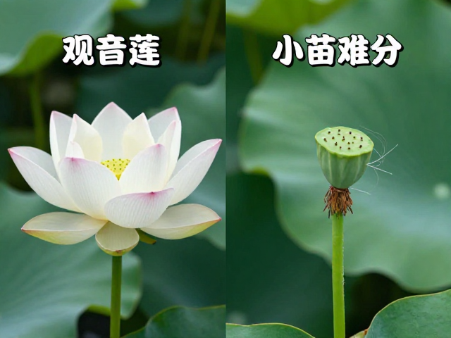 形态特征与幼苗期辨识难点